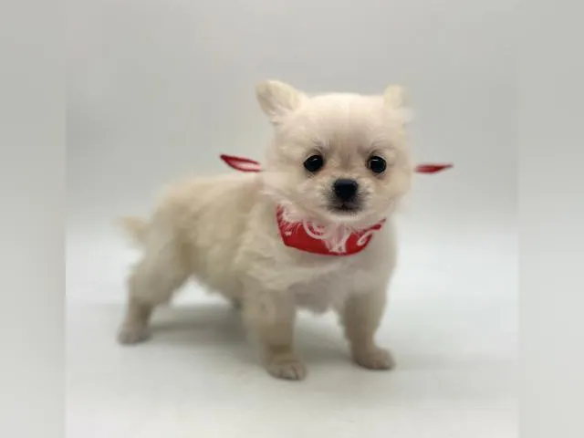 埼玉県のハーフ犬・ミックス犬 (ペッツワン鶴ヶ島店/2025年3月28日生まれ/男の子/クリーム)の子犬