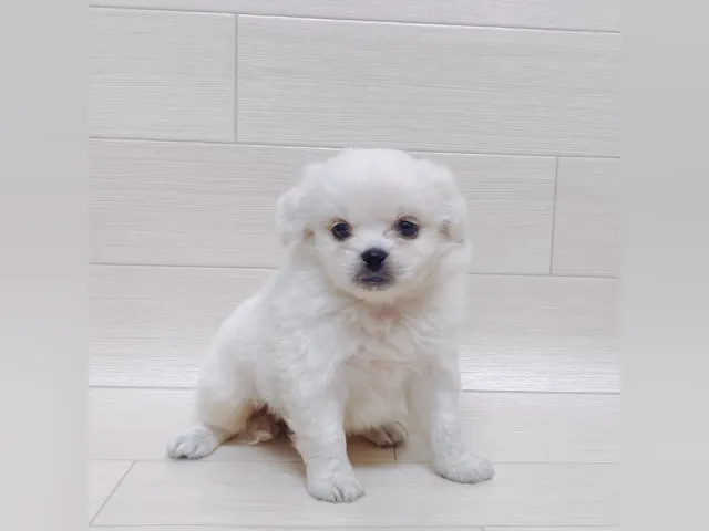 茨城県のハーフ犬・ミックス犬 (ペッツワン龍ヶ崎店/2025年4月5日生まれ/男の子/ホワイト)の子犬