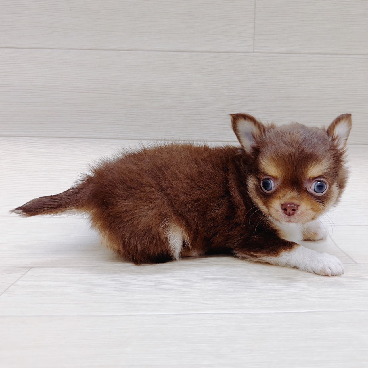 自社生まれのチワワちゃんズ😍 小さいけれど元気いっぱい