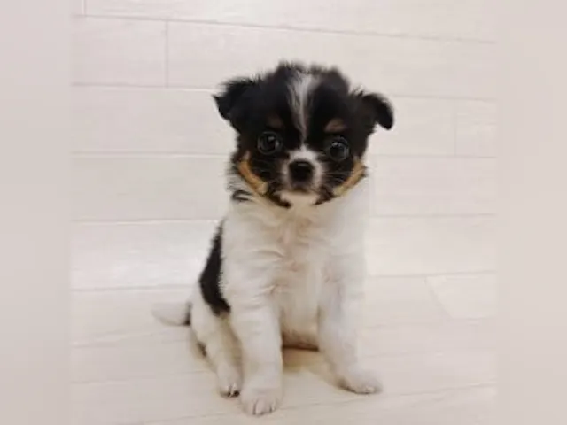 千葉県のハーフ犬・ミックス犬 (ペッツワン館山店/2025年3月30日生まれ/女の子/ホワイトブラックタン)の子犬