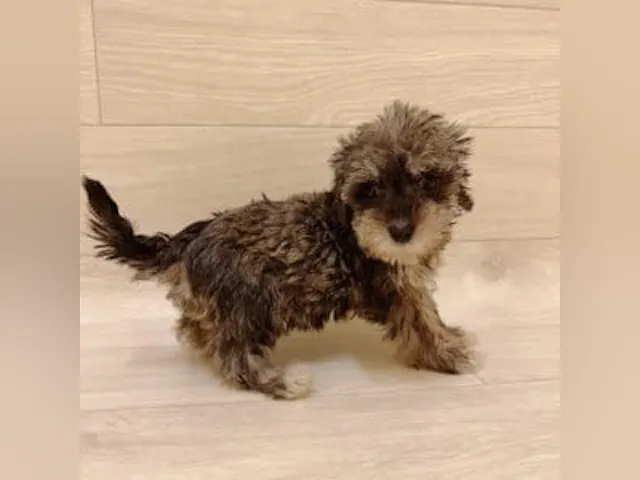 千葉県のハーフ犬・ミックス犬 (ペッツワン館山店/2025年3月22日生まれ/男の子/ソルトペッパー)の子犬