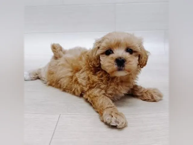 千葉県のハーフ犬・ミックス犬 (ペッツワン館山店/2025年3月25日生まれ/女の子/アプリコット)の子犬