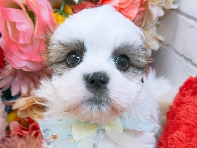 愛知県のハーフ犬・ミックス犬 (ペッツワン豊田四郷店/2025年2月22日生まれ/男の子/ホワイトゴールド)の子犬