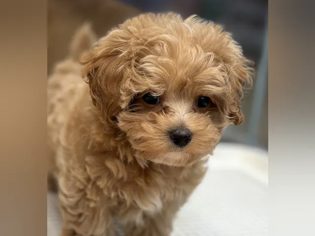 千葉県のハーフ犬・ミックス犬 (ペッツワン八街店/2025年4月11日生まれ/女の子/クリーム)の子犬