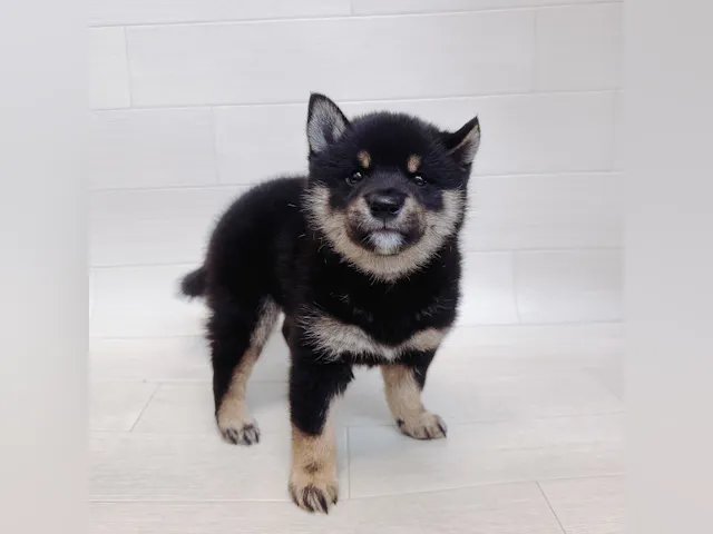 千葉県の豆柴 (ペッツワン東金店/2025年4月15日生まれ/男の子/黒)の子犬