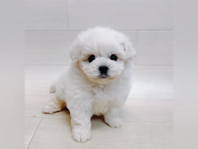 千葉県のハーフ犬・ミックス犬 (ペッツワン東金店/2025年4月22日生まれ/男の子/ホワイト)の子犬