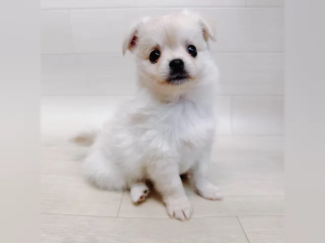 千葉県のハーフ犬・ミックス犬 (ペッツワン東金店/2025年4月21日生まれ/男の子/クリームホワイト)の子犬
