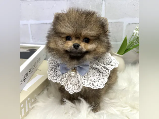 大阪府のポメラニアン (ペッツワン高槻店/2025年4月14日生まれ/男の子/オレンジ)の子犬