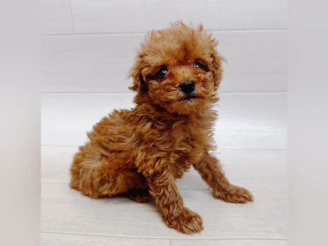 千葉県のトイプードル(トイ) (ペッツワン東金店/2025年3月25日生まれ/女の子/レッド)の子犬