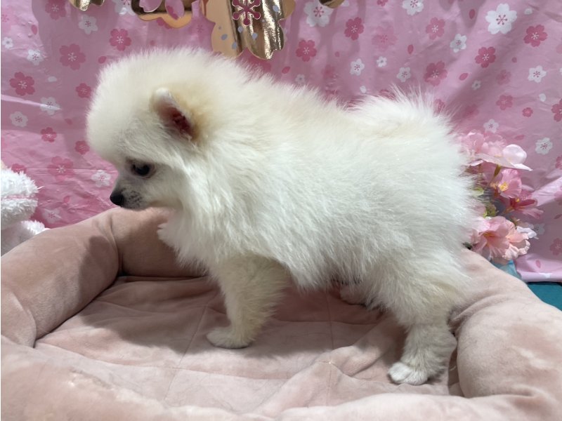 ぽめらにあん！ ポメラニアン｜ペット検索｜ペット大好き！