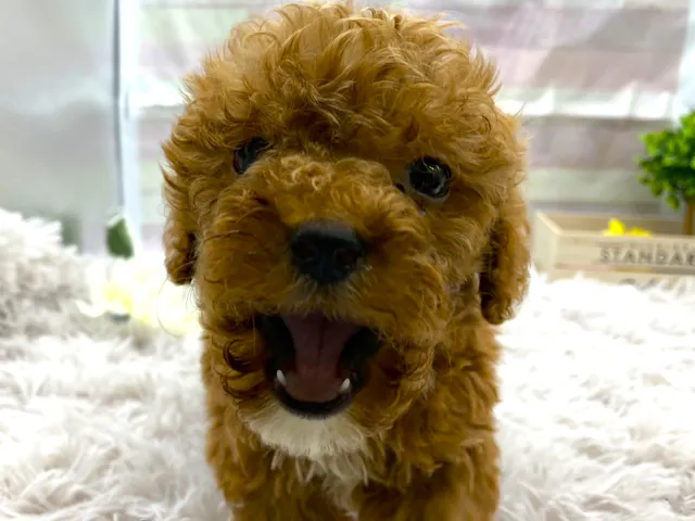 静岡県のトイプードル(トイ) (ペッツワン掛川店/2025年4月20日生まれ/男の子/レッド)の子犬