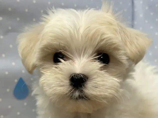 埼玉県のマルチーズ (ペッツワン羽生店/2025年4月17日生まれ/女の子/ホワイト)の子犬