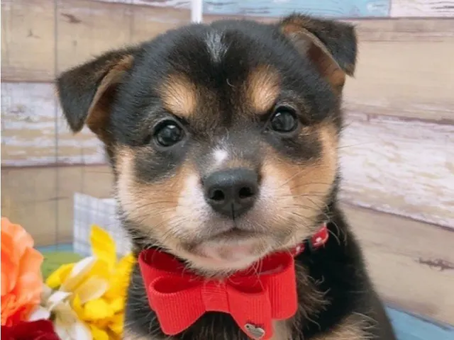 愛知県の柴犬(標準サイズ) (ペッツワン豊田四郷店/2025年4月5日生まれ/女の子/黒)の子犬