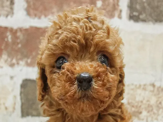 滋賀県のトイプードル(トイ) (ペッツワン甲賀店/2025年3月14日生まれ/男の子/レッド)の子犬