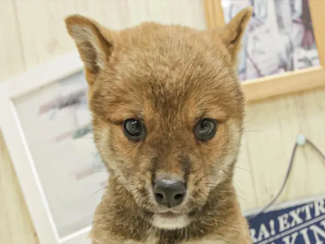 滋賀県の柴犬(標準サイズ) (ペッツワン甲賀店/2025年4月19日生まれ/男の子/赤)の子犬