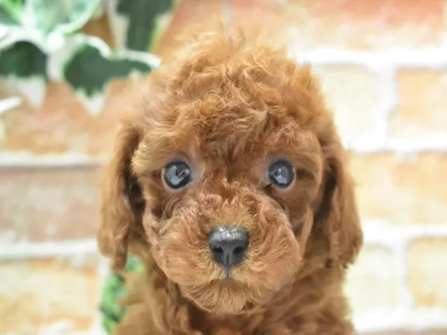 滋賀県のトイプードル(トイ) (ペッツワン甲賀店/2025年2月2日生まれ/男の子/レッド)の子犬