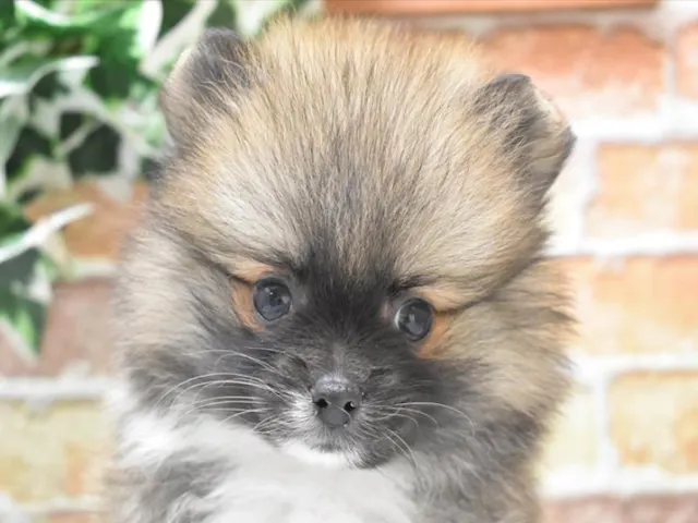 愛知県のポメラニアン (ペッツワン名古屋守山店/2025年4月7日生まれ/男の子/オレンジ)の子犬