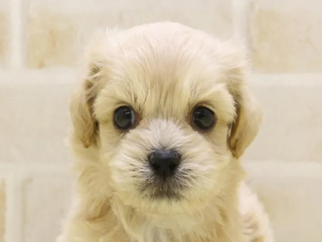 愛知県のハーフ犬・ミックス犬 (ペッツワン名古屋守山店/2025年3月10日生まれ/男の子/クリーム)の子犬