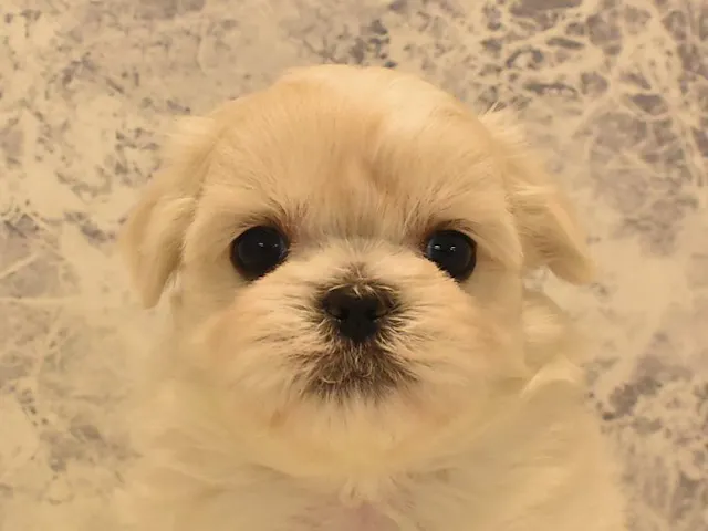 愛知県のハーフ犬・ミックス犬 (ペッツワン名古屋守山店/2025年3月8日生まれ/男の子/クリーム)の子犬