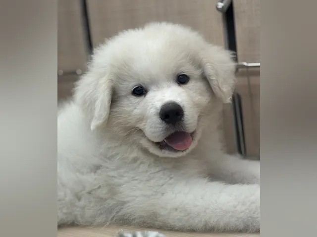 千葉県のグレートピレニーズ (ペッツワン八街店/2025年4月19日生まれ/男の子/ホワイト)の子犬