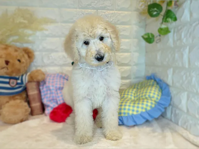 京都府のスタンダードプードル (ペッツワン亀岡店/2025年4月17日生まれ/男の子/ホワイト)の子犬