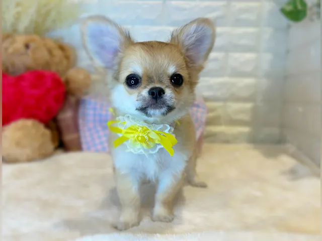 京都府のチワワ(ロング) (ペッツワン亀岡店/2025年4月3日生まれ/女の子/フォーン)の子犬
