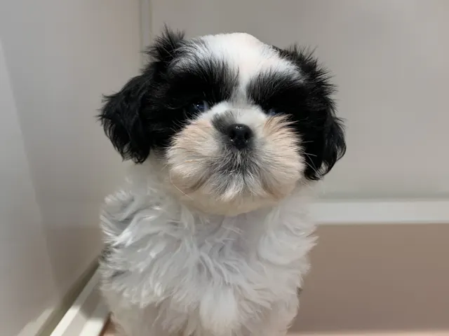 愛知県のシーズー (ペッツワン蒲郡店/2025年4月15日生まれ/女の子/ブラックホワイト)の子犬