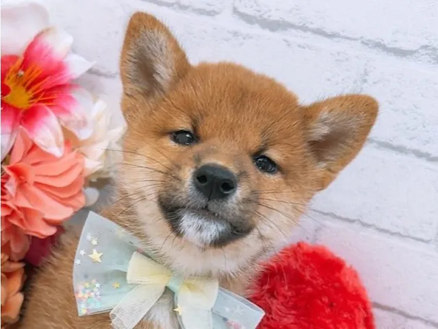 大阪府の柴犬(標準サイズ) (ペッツワン太子店/2025年3月8日生まれ/男の子/赤)の子犬