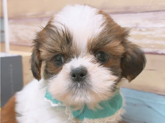 大阪府のシーズー (ペッツワン太子店/2025年4月12日生まれ/男の子/ゴールドホワイト)の子犬