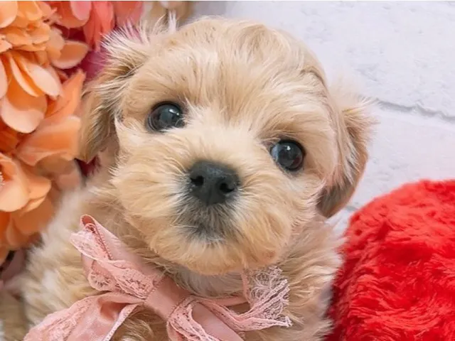 大阪府のハーフ犬・ミックス犬 (ペッツワン太子店/2025年3月23日生まれ/男の子/アプリコット)の子犬