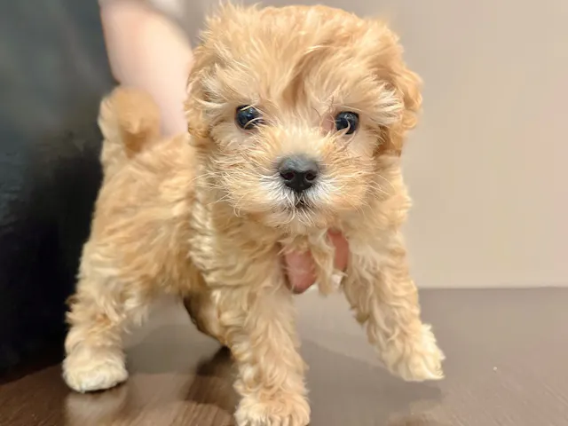 福島県のハーフ犬・ミックス犬 (ペッツワン郡山富田店/2025年4月11日生まれ/女の子/アプリコット)の子犬