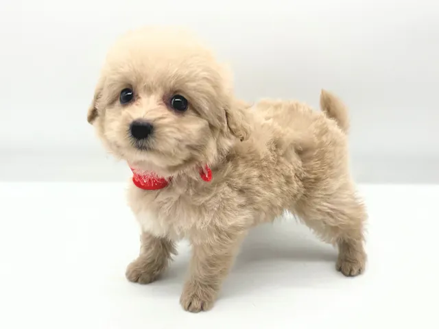 埼玉県のハーフ犬・ミックス犬 (ペッツワンなめがわモール店/2025年4月13日生まれ/女の子/クリーム)の子犬
