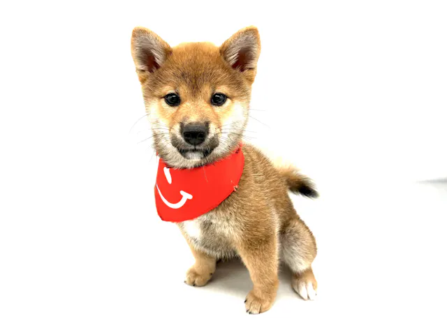 埼玉県の柴犬(標準サイズ) (ペッツワンなめがわモール店/2025年3月22日生まれ/女の子/レッド)の子犬