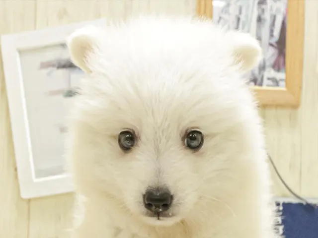 愛知県の日本スピッツ (ペッツワン小牧店/2025年4月27日生まれ/女の子/ホワイト)の子犬