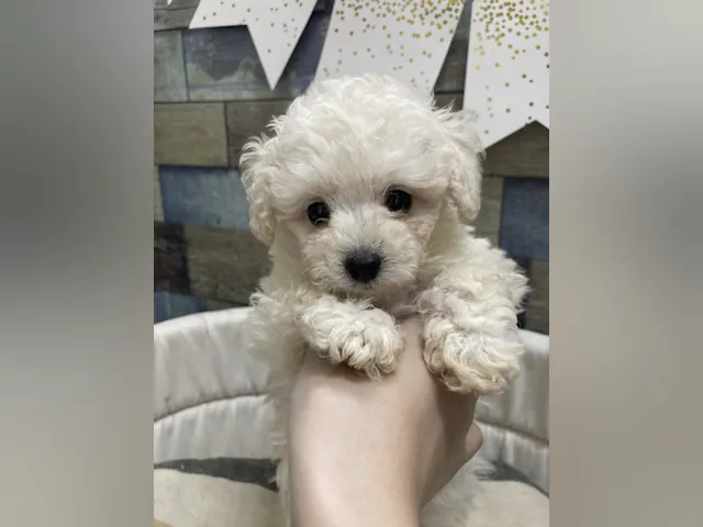 岡山県のトイプードル(トイ) (ペッツワンFC津山店/2025年4月19日生まれ/男の子/ホワイト)の子犬
