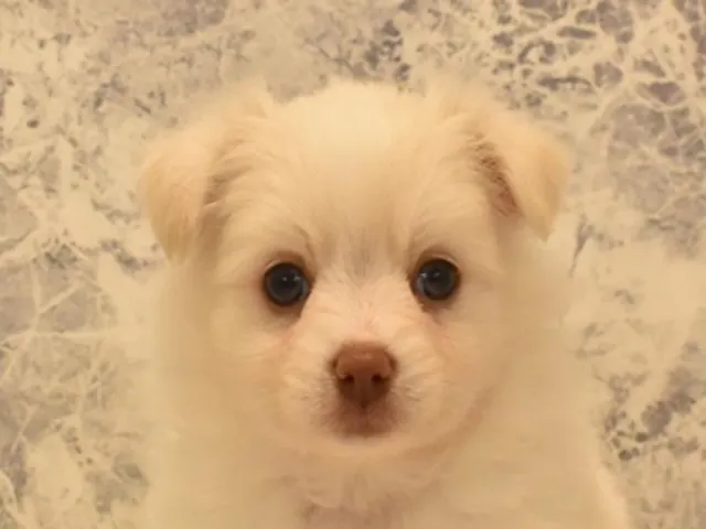 千葉県のハーフ犬・ミックス犬 (ペッツワン稲沢ハーモニーランド店/2025年4月20日生まれ/女の子/ホワイトレッド)の子犬