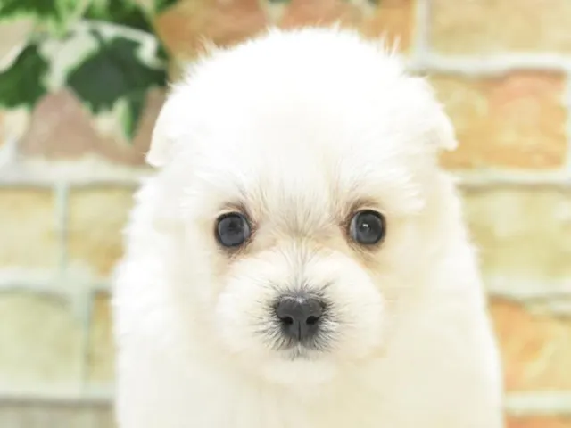 千葉県のハーフ犬・ミックス犬 (ペッツワン稲沢ハーモニーランド店/2025年4月22日生まれ/女の子/クリーム)の子犬