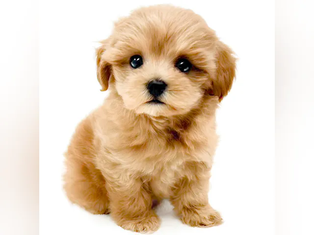 神奈川県のハーフ犬・ミックス犬 (ペッツワン城山店/2025年4月27日生まれ/女の子/アプリコット)の子犬