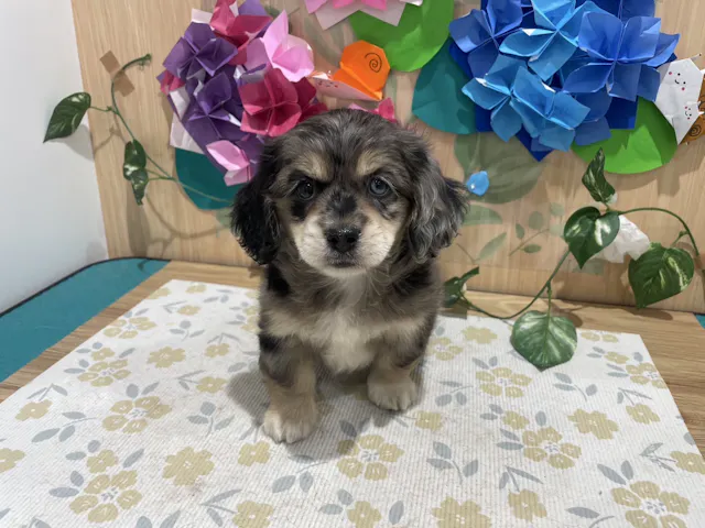 福島県のハーフ犬・ミックス犬 (ペッツワン会津若松店/2025年4月26日生まれ/女の子/シルバーダップル)の子犬