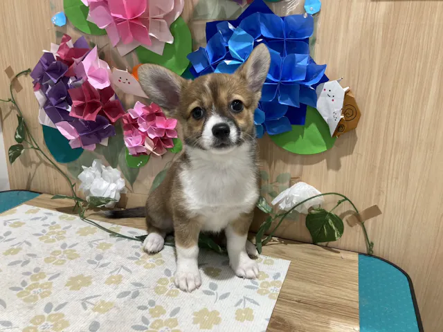 福島県のハーフ犬・ミックス犬 (ペッツワン会津若松店/2025年4月1日生まれ/女の子/レッドホワイト)の子犬
