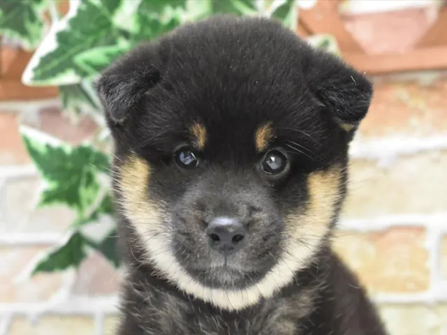 滋賀県の柴犬(標準サイズ) (ペッツワン彦根店/2025年4月21日生まれ/女の子/黒)の子犬