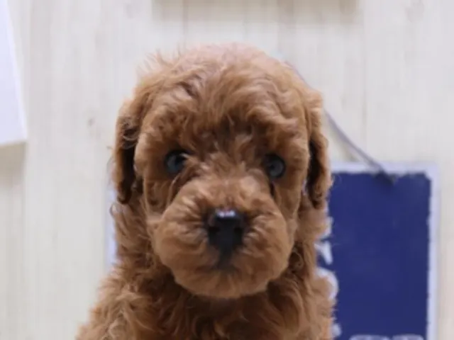 滋賀県のトイプードル(トイ) (ペッツワン彦根店/2025年2月11日生まれ/女の子/レッド)の子犬