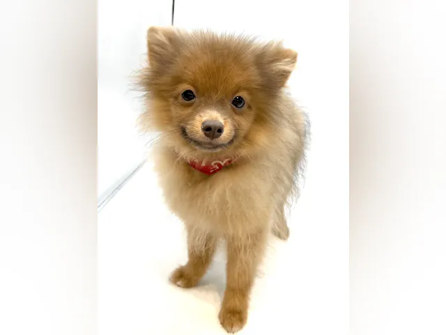 埼玉県のポメラニアン (ペッツワン行田店/2025年1月28日生まれ/女の子/オレンジ)の子犬