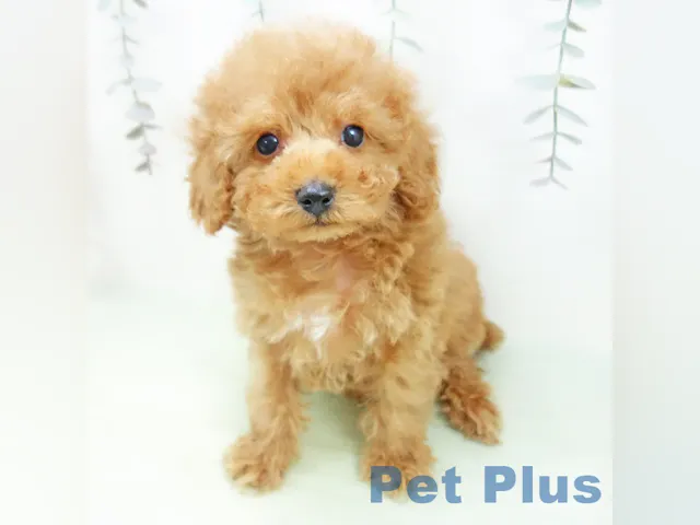 三重県のトイプードル(トイ) (ペッツワン桑名店/2025年1月8日生まれ/男の子/アプリコット)の子犬