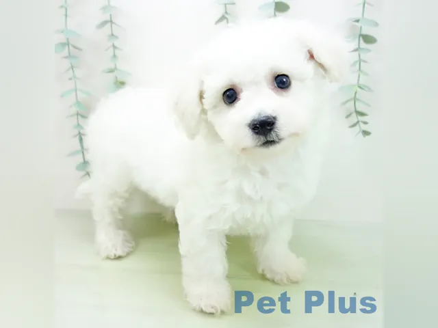 三重県のビションフリーゼ (ペッツワン桑名店/2025年3月30日生まれ/女の子/ホワイト)の子犬