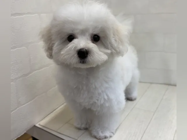 埼玉県のハーフ犬・ミックス犬 (ペッツワン大利根店/2025年3月4日生まれ/女の子/ホワイト)の子犬
