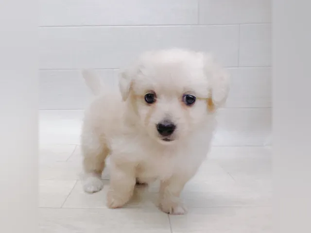 千葉県のハーフ犬・ミックス犬 (ペッツワン東金店/2025年4月28日生まれ/男の子/クリーム)の子犬