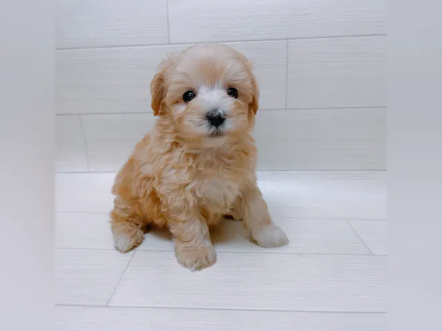 茨城県のハーフ犬・ミックス犬 (ペッツワン龍ヶ崎店/2025年4月24日生まれ/男の子/クリーム)の子犬