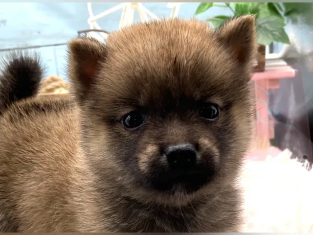静岡県の豆柴 (ペッツワン藤枝店/2025年4月26日生まれ/女の子/その他色)の子犬