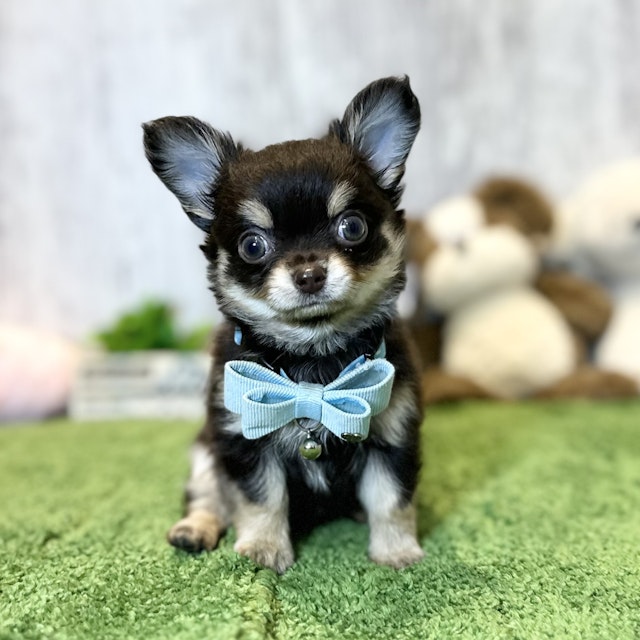 犬 MANDARINE BROTHERS マンダリンブラザーズ ドッグウェア スキン
